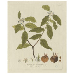 Stampa antica di botanica del Mespilus Germanica di Plenck "circa 1790