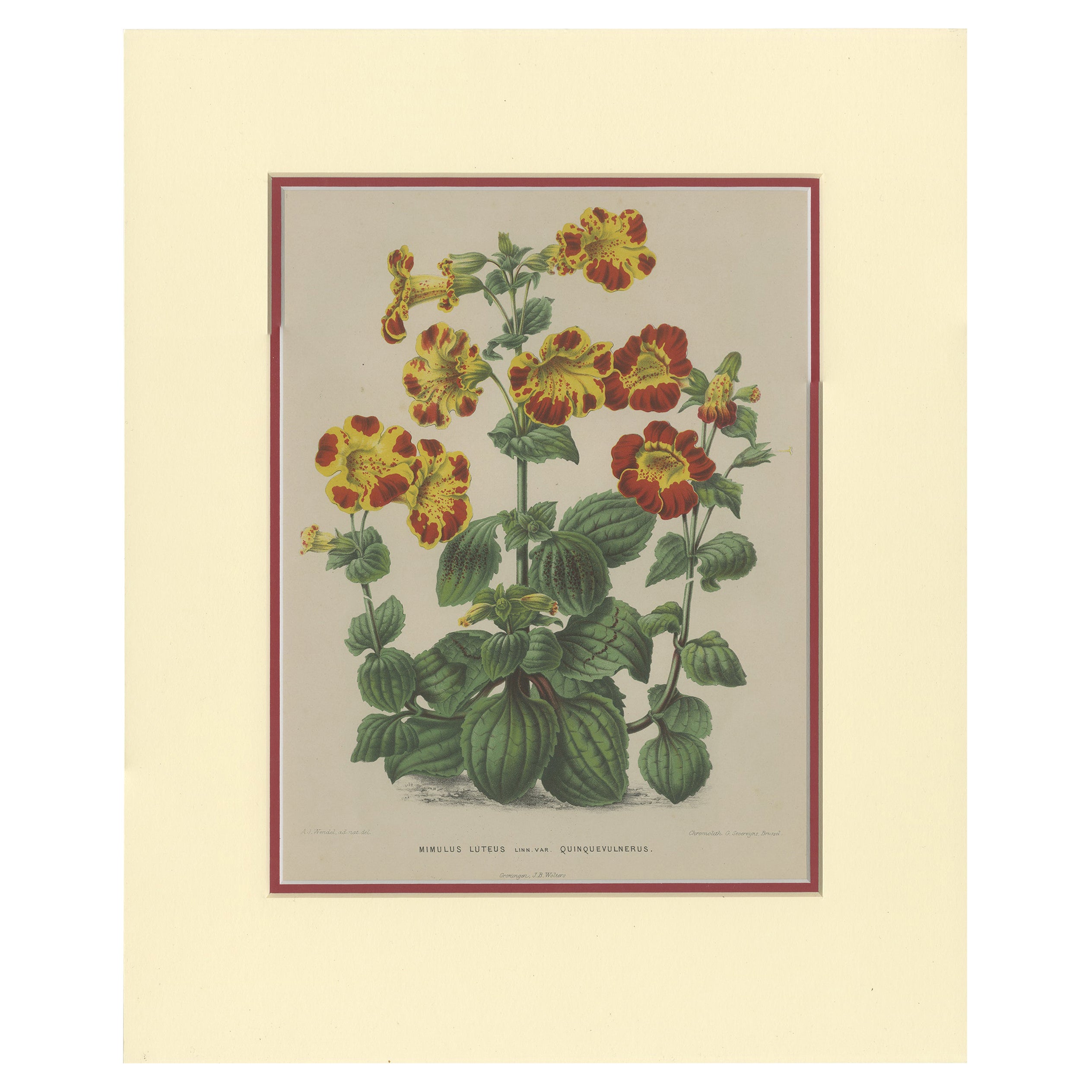 Impresión botánica antigua del Mimulus Luteus por Severeyns 'c.1875'
