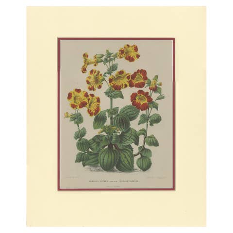 Antique Botany Print of the Mimulus Luteus by Severeyns 'c.1875'