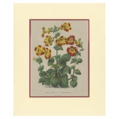 Impresión botánica antigua del Mimulus Luteus por Severeyns 'c.1875'