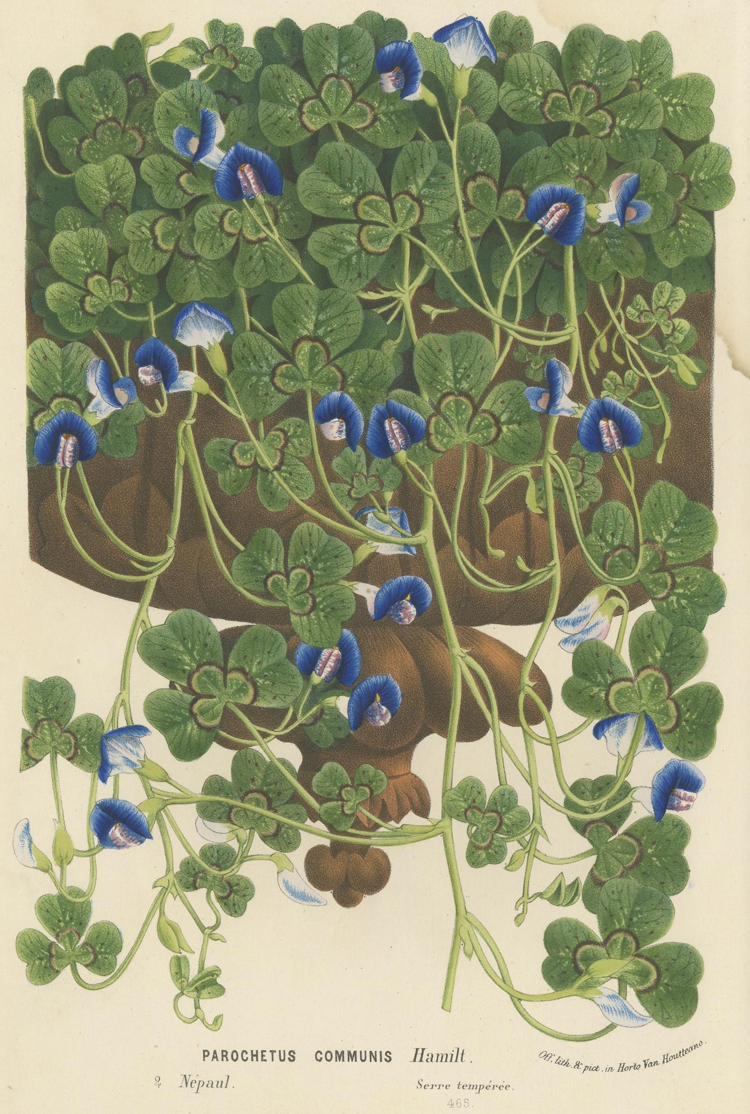 Antique print titled 'Parochetus Communis'. Lithograph of the parochetus communis, known in English as shamrock pea or blue oxalis. This print originates from volume 15 of 'Flore des Serres' by Louis van Houtte. Published between 1862 and 1865.