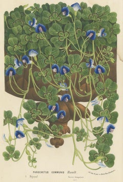 Antique Botany Print of the Parochetus Communis by Van Houtte, circa 1862