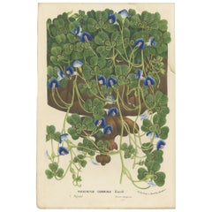 Stampa antica di botanica del Parochetus Communis di Van Houtte, 1862 circa
