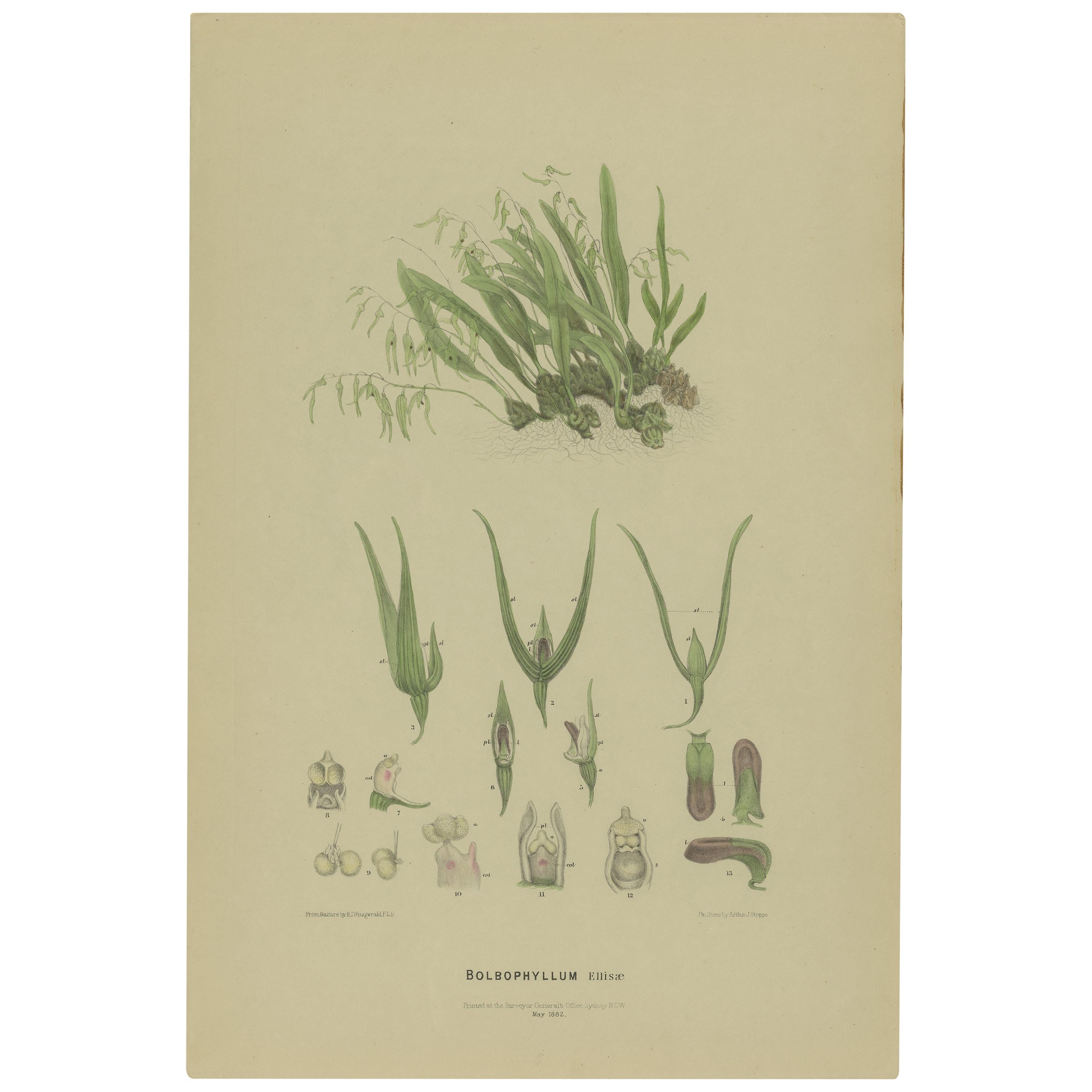 Antiker antiker Botanikdruck der Ananas-Orchidee, 1884'