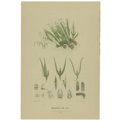 Antique Botany Print of the Pineapple Orchid,'1884'