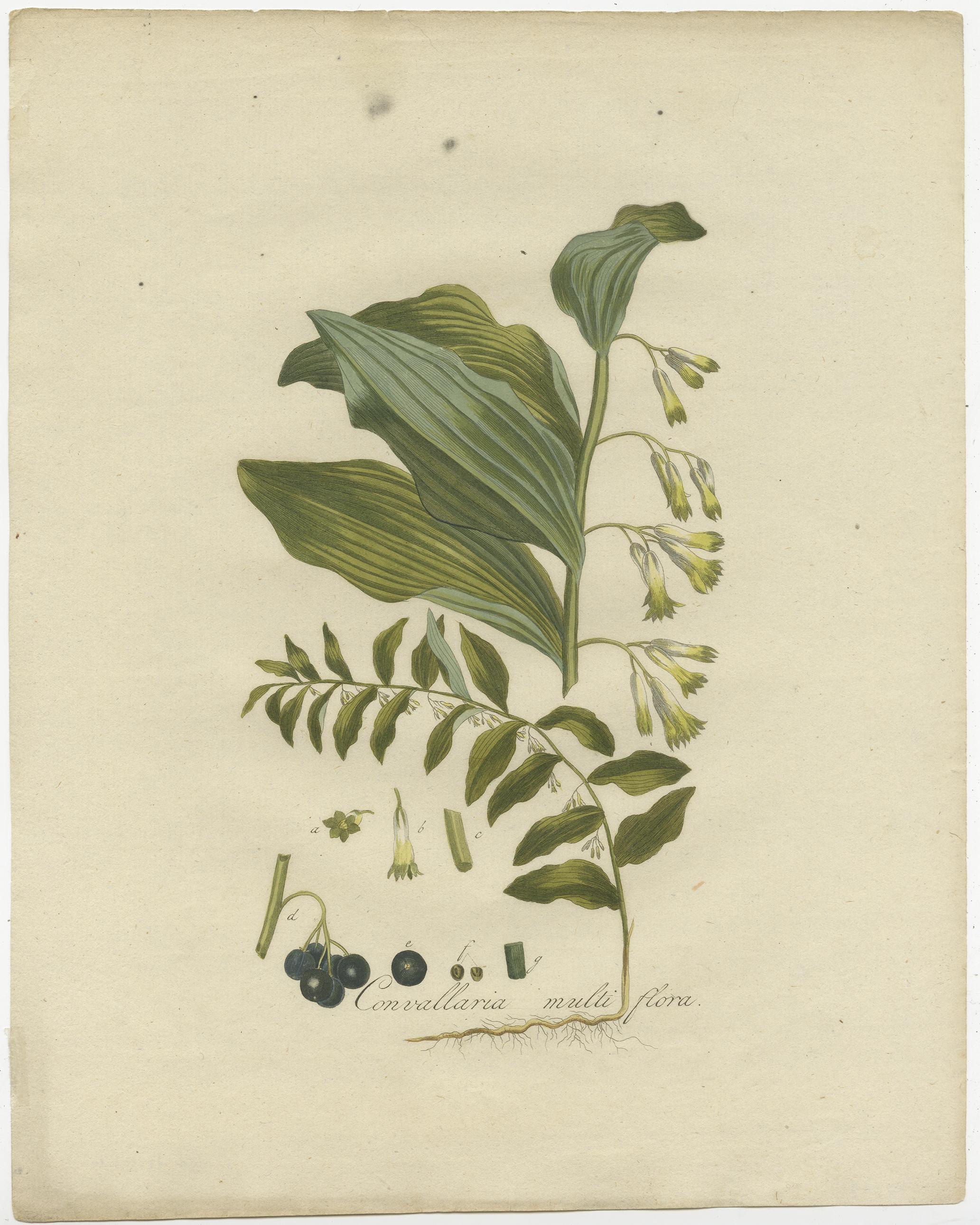 Antique print titled 'Convallaria Multiflora'. Original antique print of Polygonatum multiflorum, the Solomon's seal, David's harp, ladder-to-heaven or Eurasian Solomon's seal, is a species of flowering plant in the family Asparagaceae, native to