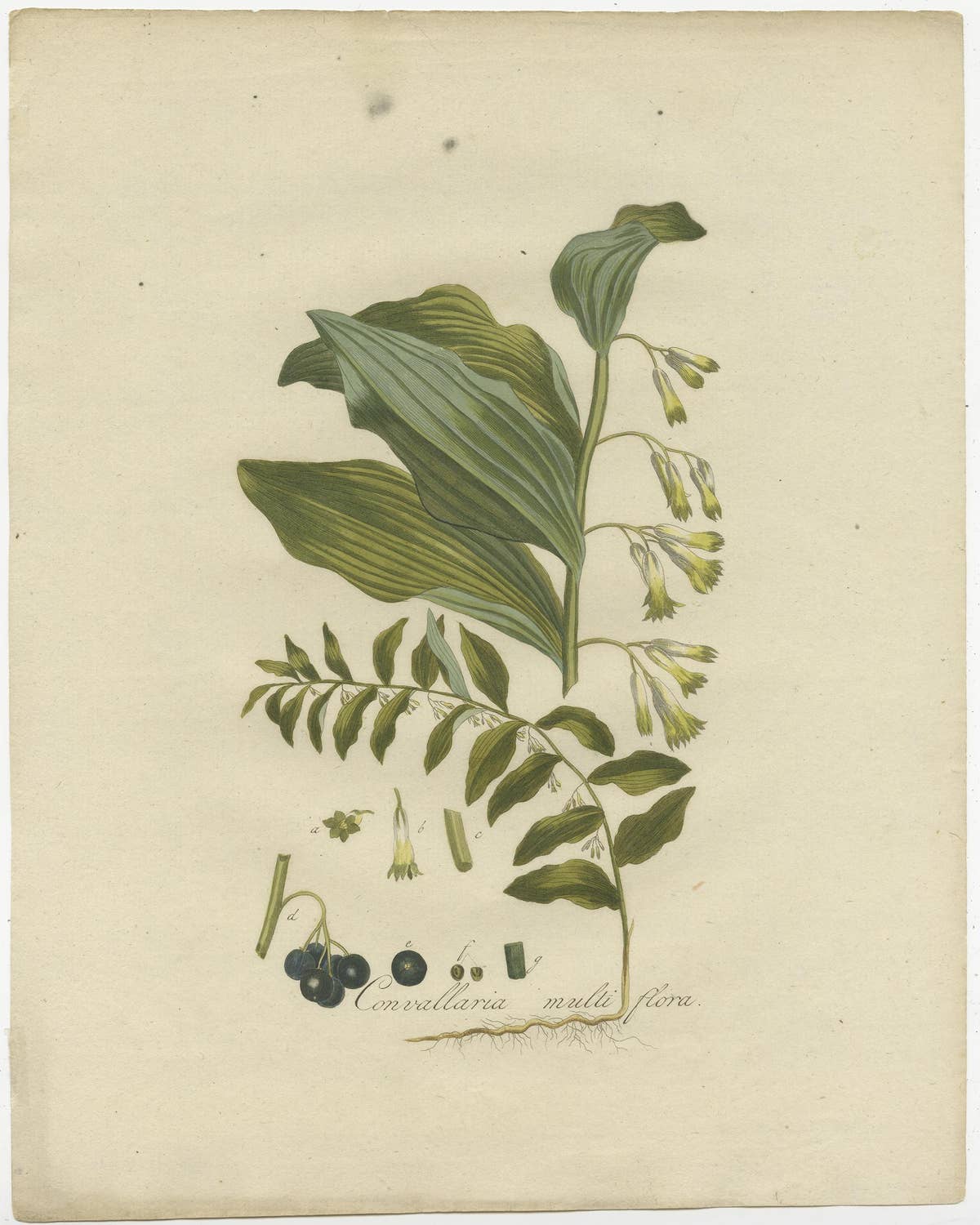 Antique Botany Print of the Polygonatum Multiflorum or Solomon's Seal