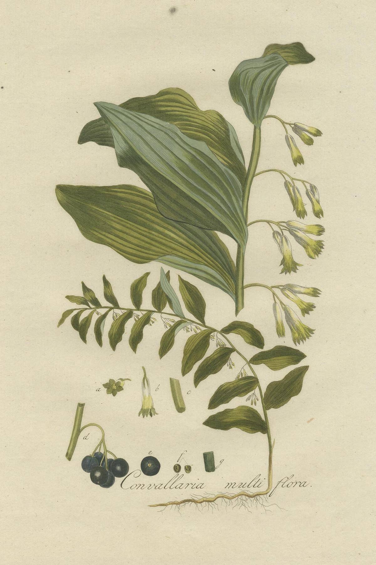 Antique Botany Print of the Polygonatum Multiflorum or Solomon's Seal