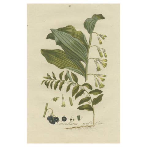 Antique Botany Print of the Polygonatum Multiflorum or Solomon's Seal