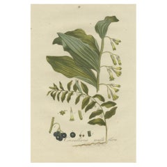 Antiker Botanik-Druck des Polygonatum Multiflorum oder Solomon's Seal