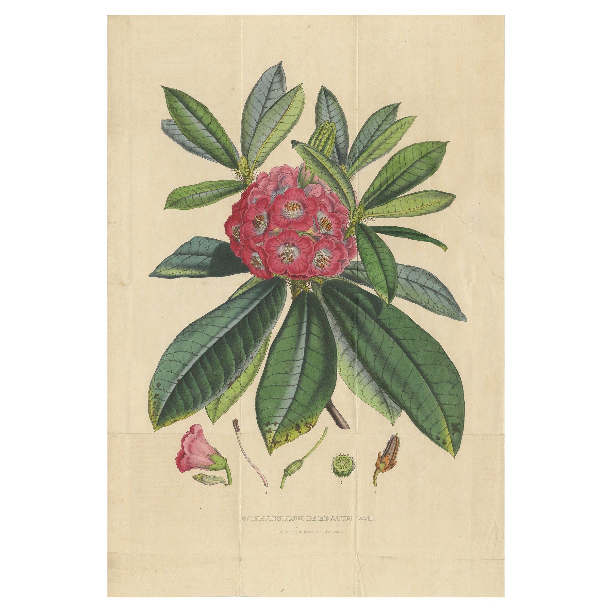 Antiker antiker Botanikdruck des Rhododendron- Barbatums, 1849
