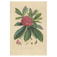 Antiker antiker Botanikdruck des Rhododendron- Barbatums, 1849