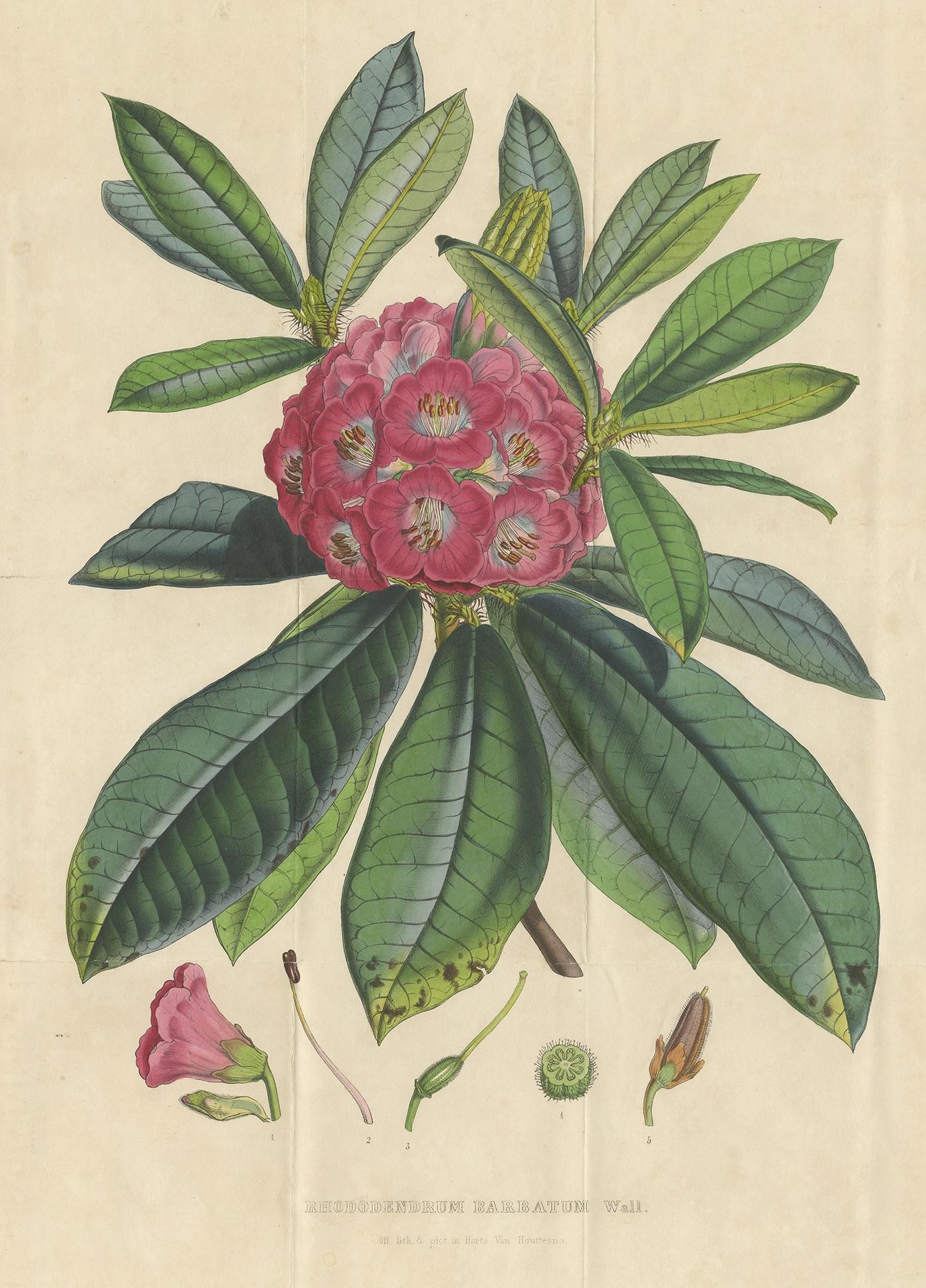 Antique botany print titled 'Rhododendrum Barbatum'. Large lithograph of the rhododendron barbatum. This print originates from volume 5 of 'Flore des serres et des jardins de l'Europe' by Louis van Houtte.