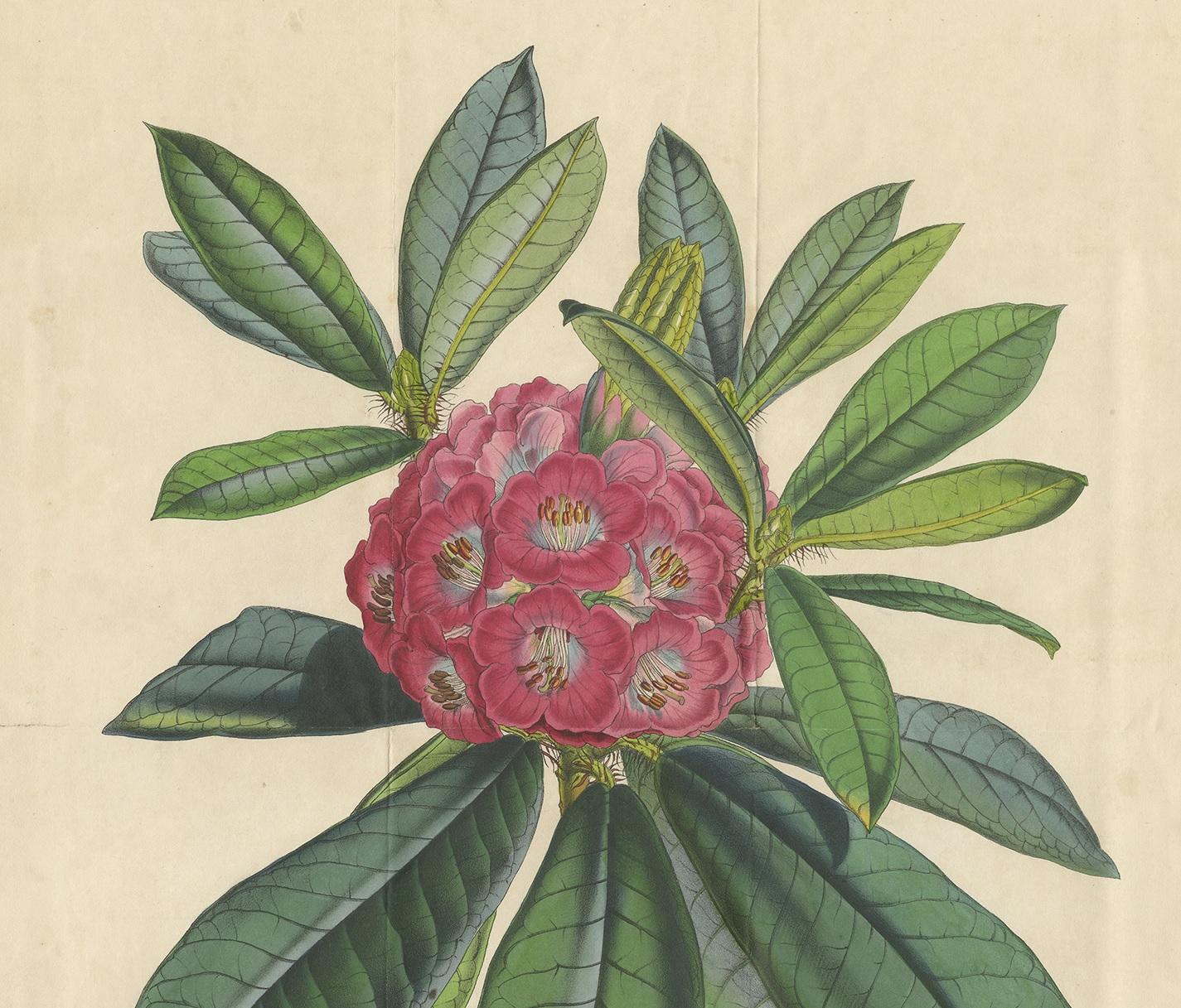 Antique Botany Print of the Rhododendron Barbatum by Van Houtte, 1849 In Fair Condition For Sale In Langweer, NL
