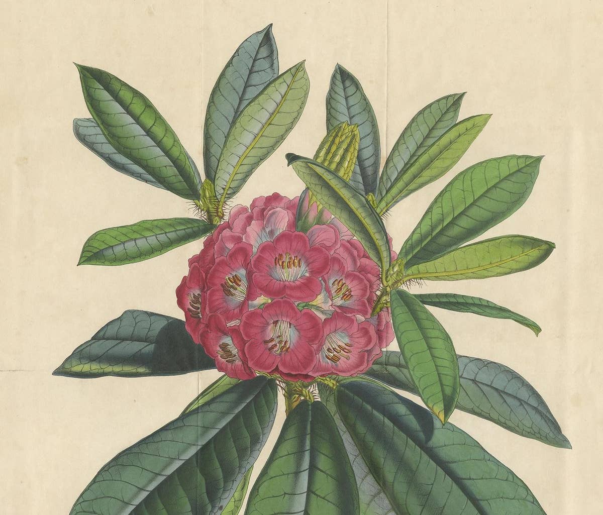 Antique Botany Print of the Rhododendron Barbatum by Van Houtte, 1849