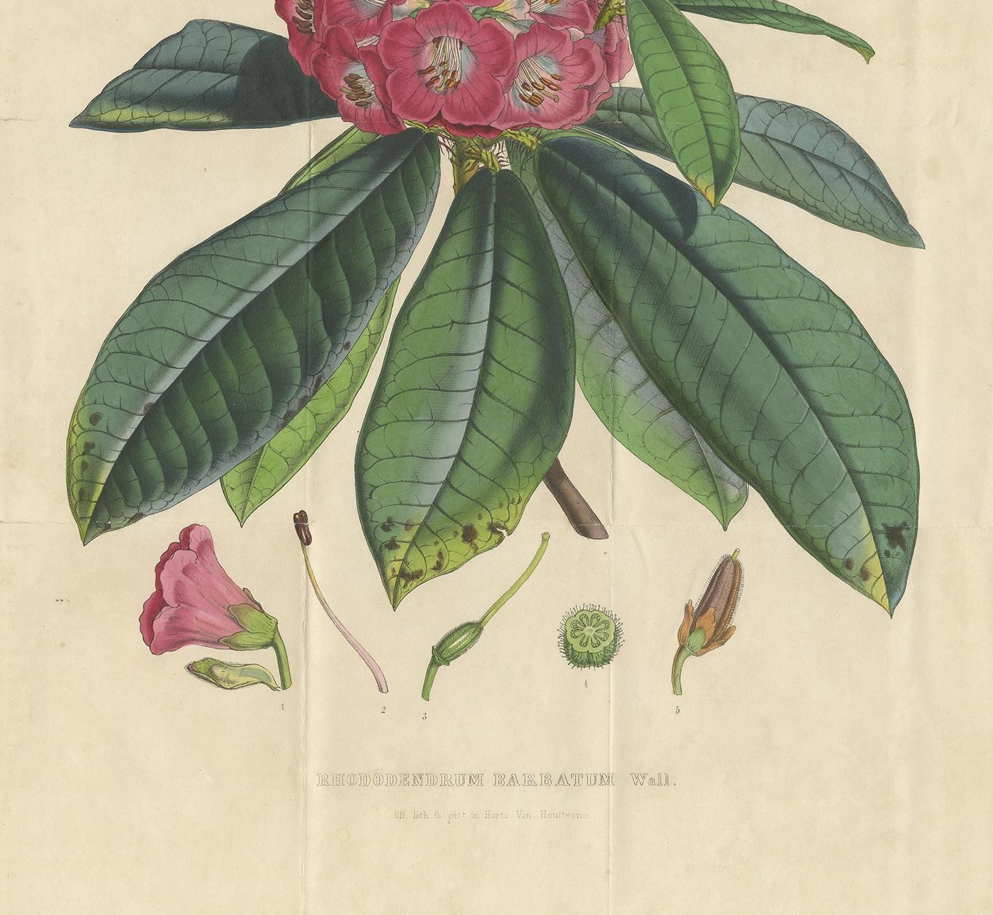 19th Century Antique Botany Print of the Rhododendron Barbatum by Van Houtte, 1849 For Sale