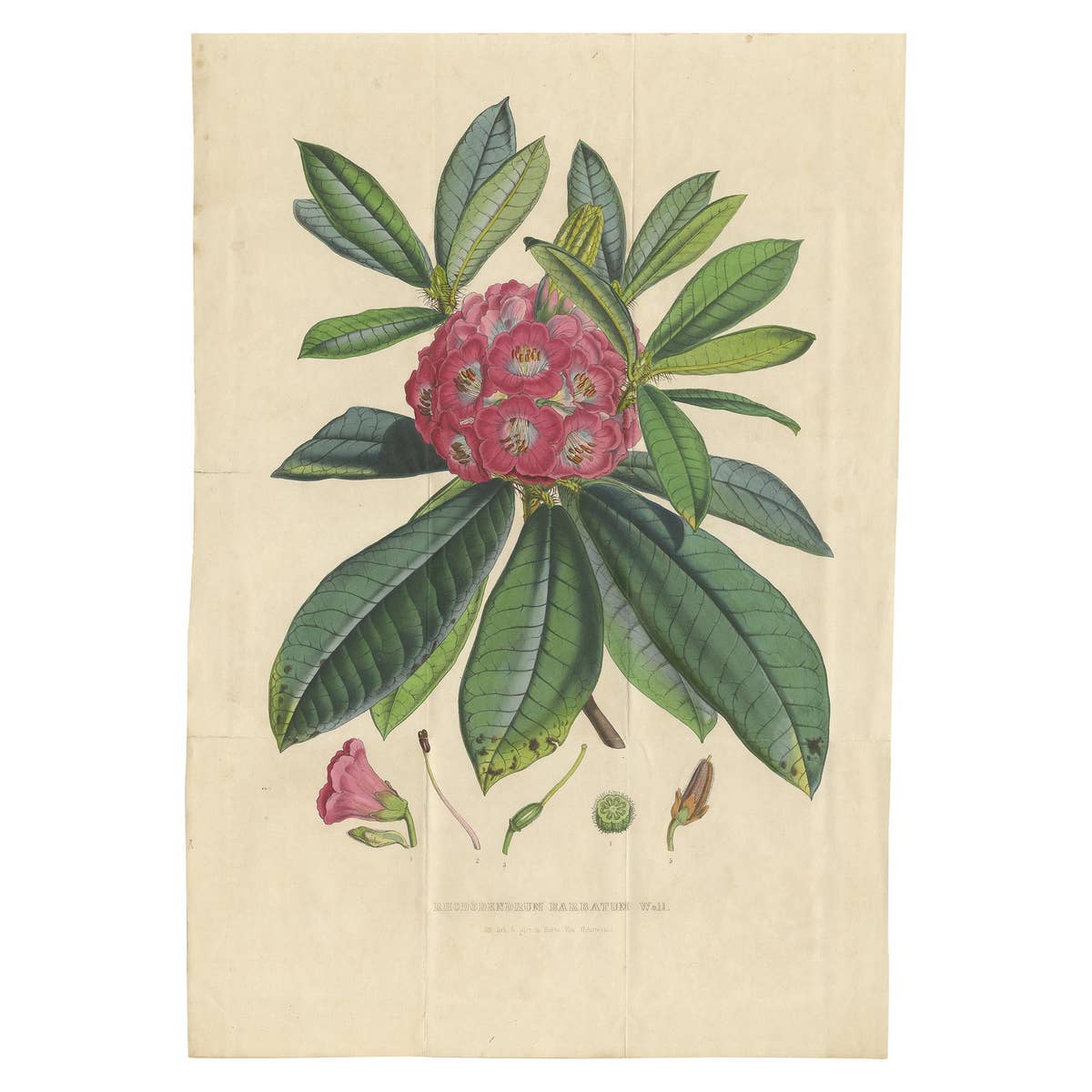 Antique Botany Print of the Rhododendron Barbatum by Van Houtte, 1849