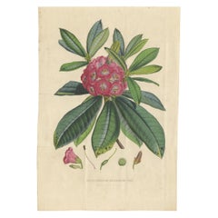 Impression botanique ancienne du Rhododendron Barbatum par Van Houtte, 1849