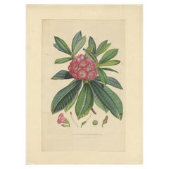 Antiker Botanikdruck des Rhododendron Barbatums von Van Houtte, 1849