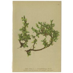 Stampa antica di botanica della pianta Salix Retusa di Palla, 1897