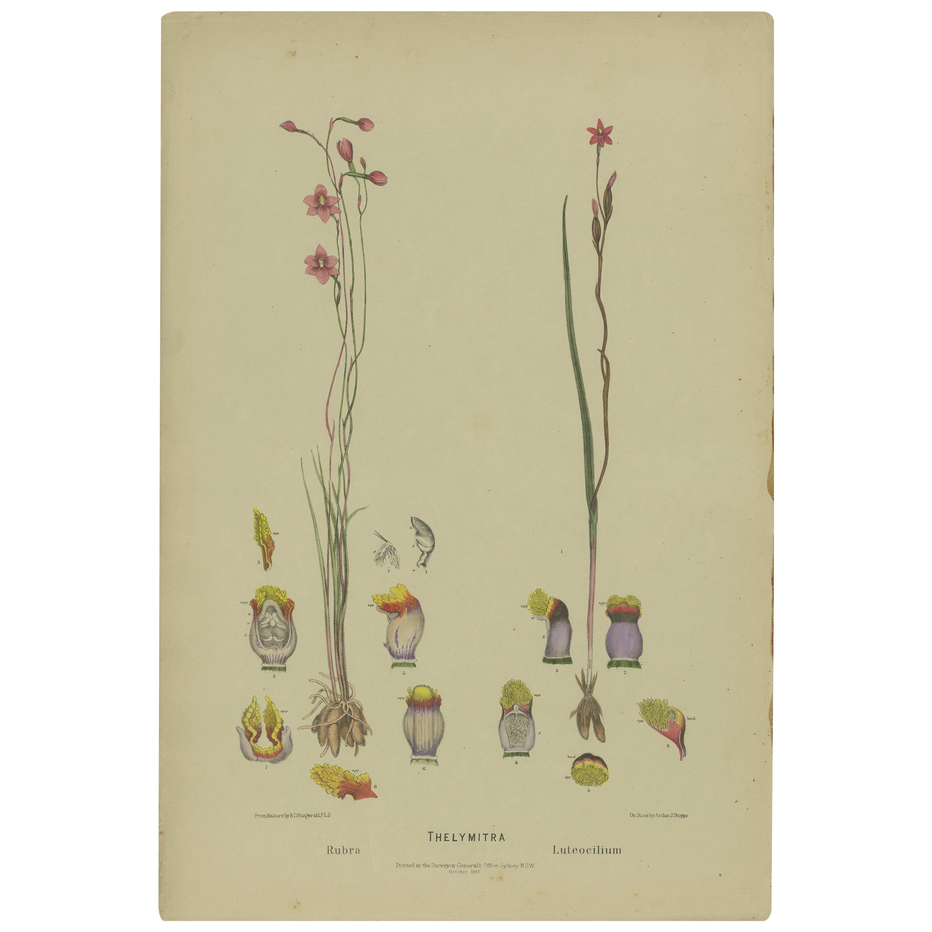 Impression botanique ancienne de l'orchidée du soleil de saumon et de l'orchidée du soleil à franges, '1884' en vente