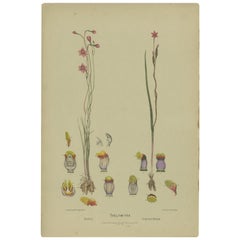 Antique Botany Print of the Salmon Sun Orchid & Fringed Sun Orchid, '1884'