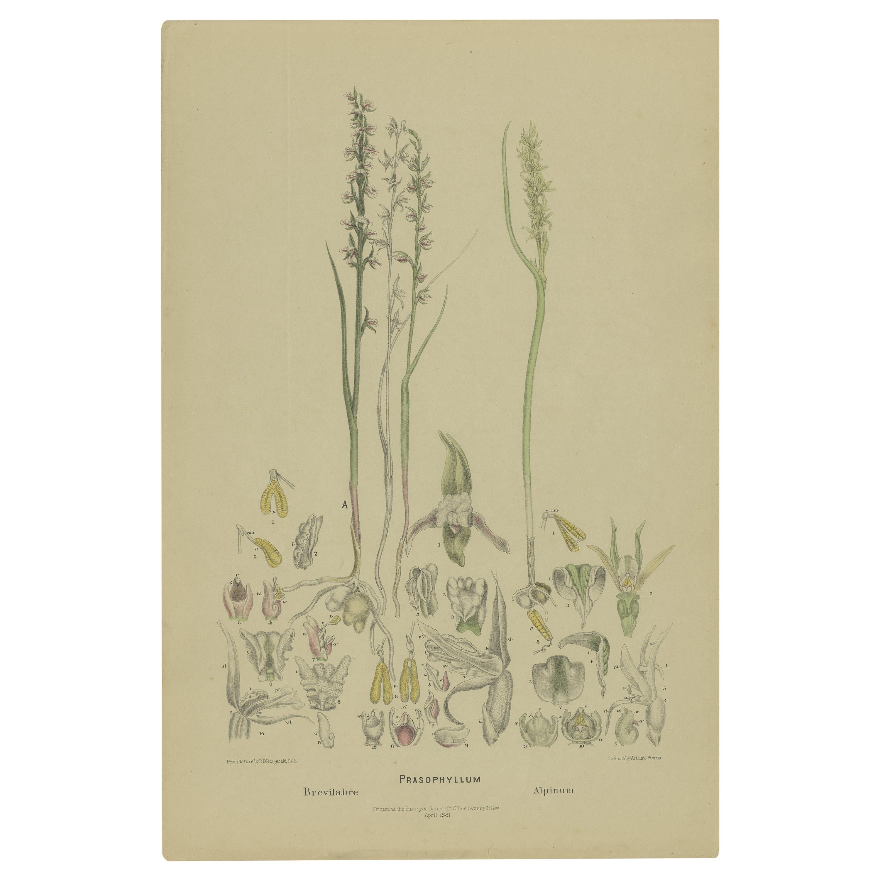 Antiker antiker Botanikdruck des Short-Lip Leek Orchidee und der Alpinleek Orchidee, '1884'