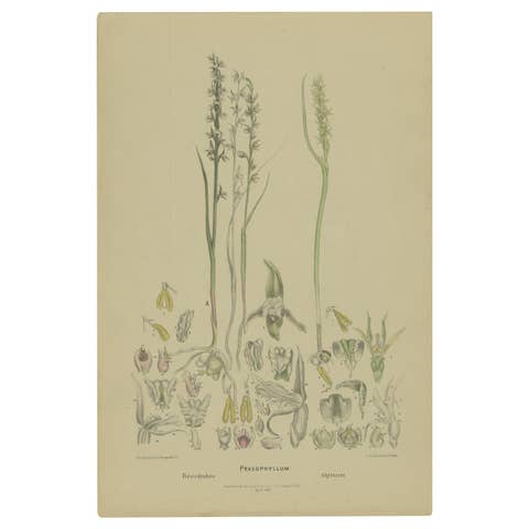 Antique Botany Print of the Short-Lip Leek Orchid & Alpine Leek Orchid, '1884'