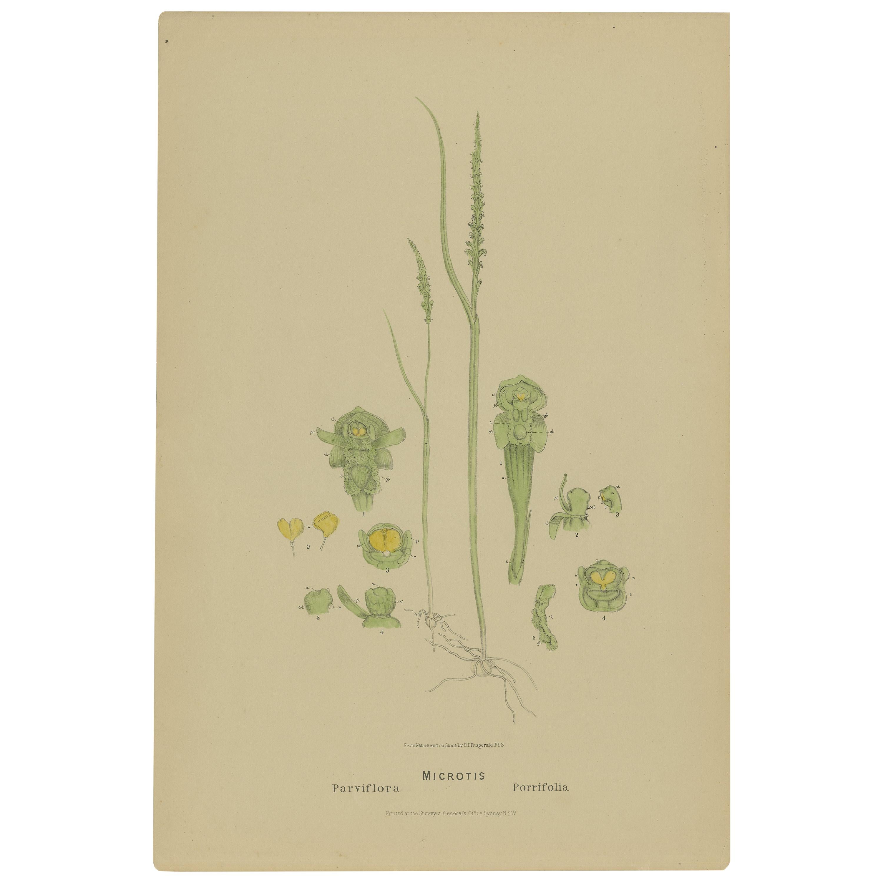 Antiker antiker Botanikdruck der schlanken Zwiebel-Orchidee und der gewöhnlichen Zwiebel-Orchidee, '1884'