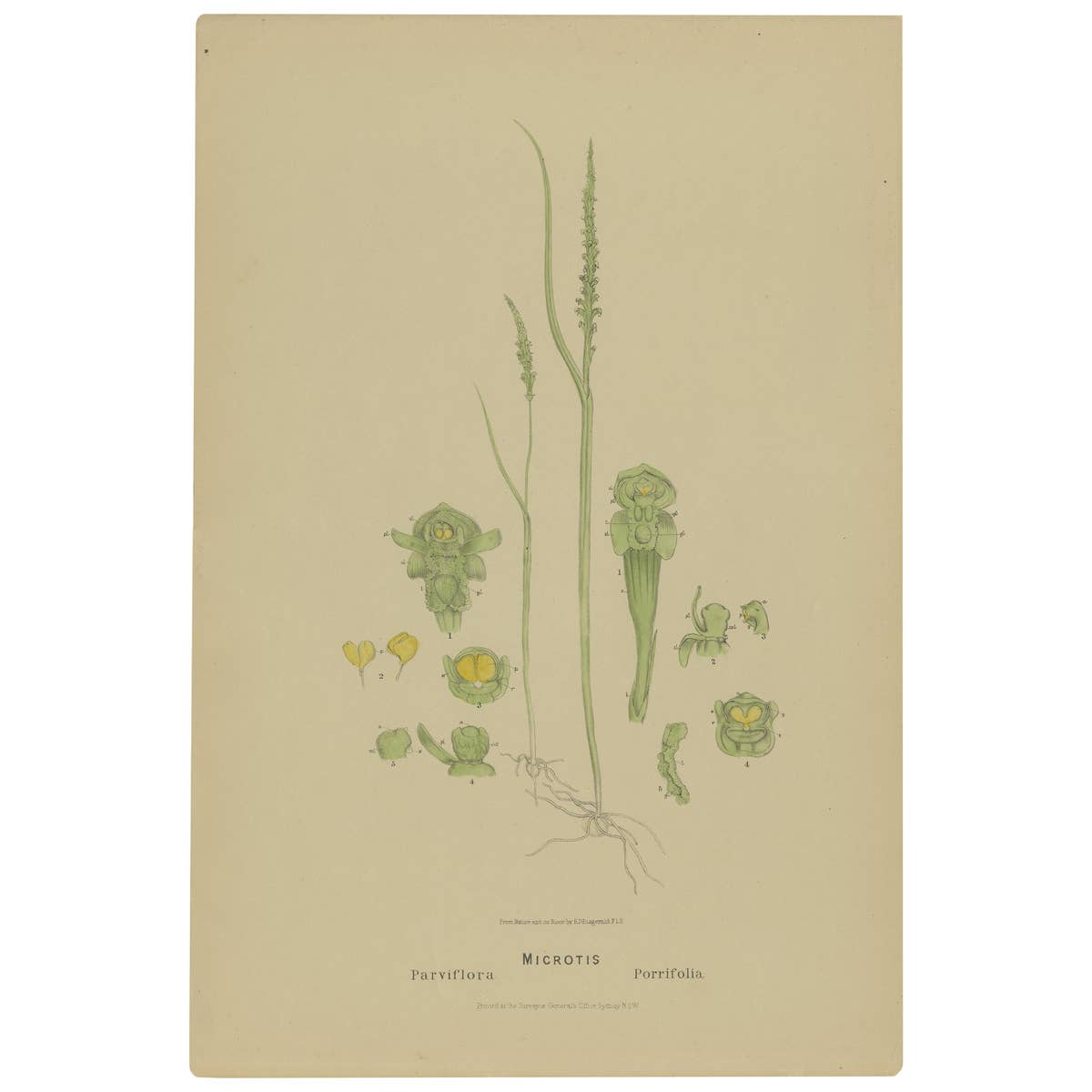Antique Botany Print of the Slender Onion-Orchid & Common Onion Orchid, '1884'