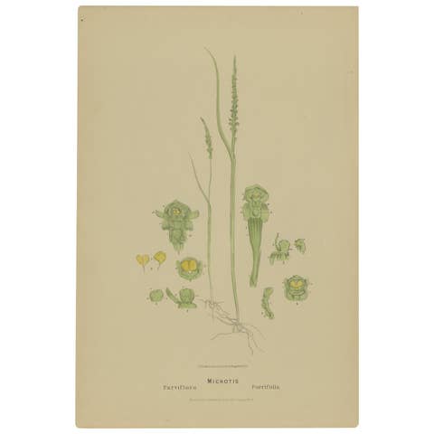 Antique Botany Print of the Slender Onion-Orchid & Common Onion Orchid, '1884'