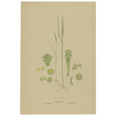 Stampa botanica antica dell'orchidea cipollina e dell'orchidea cipollina comune, "1884".