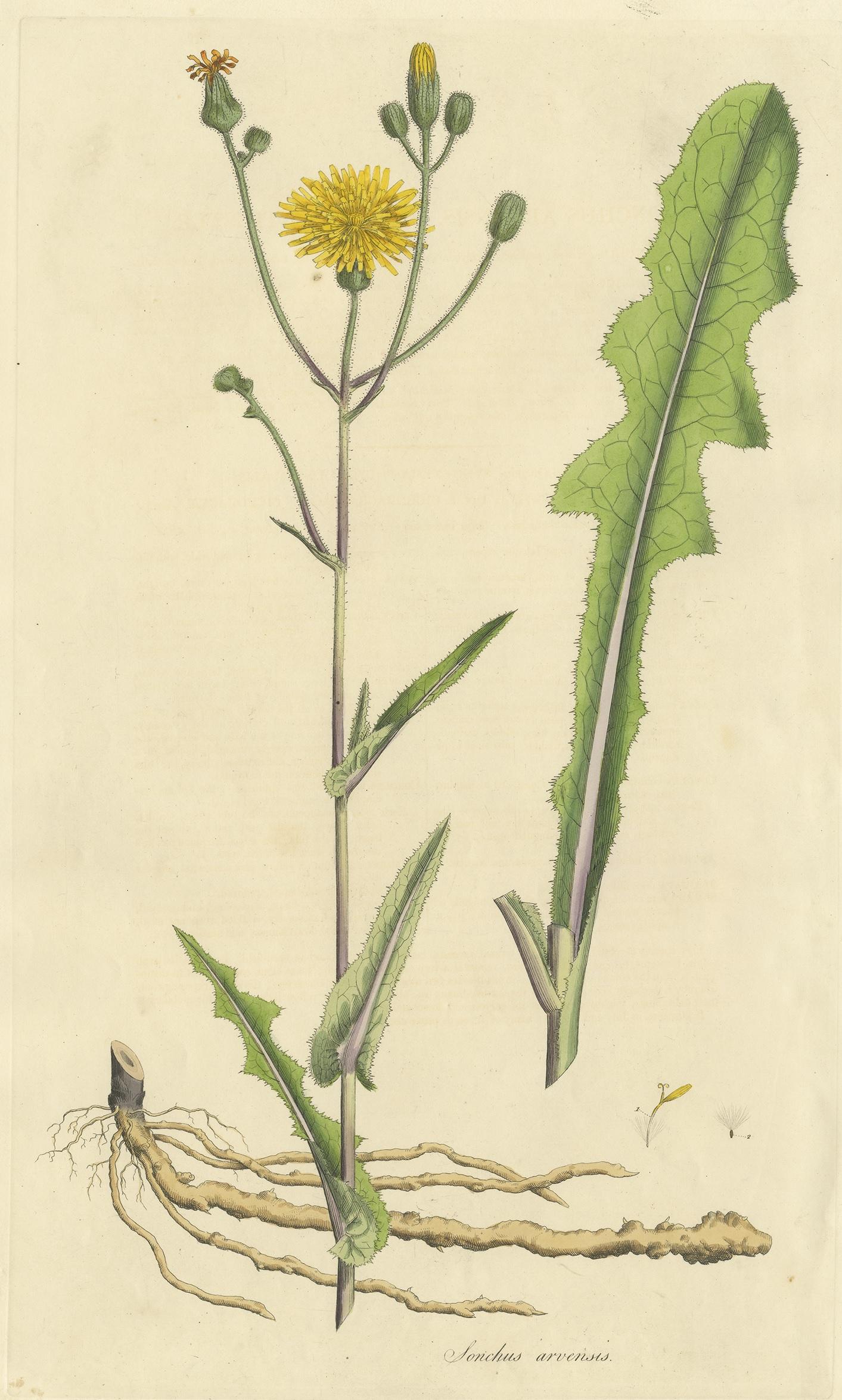 Antique botany print titled 'Sochus Arvensis'. Hand colored engraving of the sonchus arvensis, also known as the field milk thistle, field sow thistle, perennial sow-thistle, corn sow thistle, dindle, gutweed, swine thistle, or tree sow thistle.