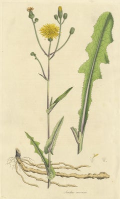 Antique Botany Print of the Sonchus Arvensis by Curtis, circa 1817
