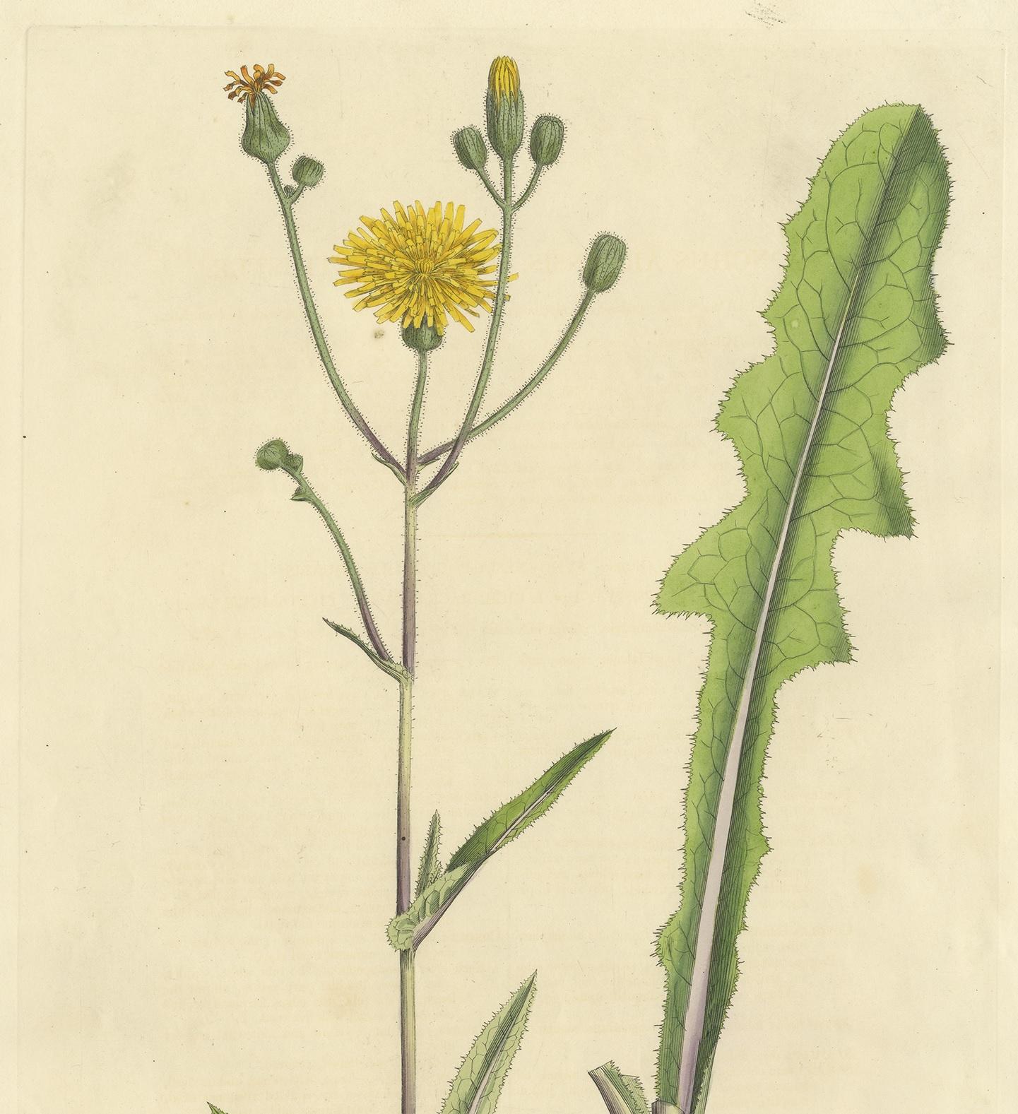 Antique Botany Print of the Sonchus Arvensis by Curtis, circa 1817 In Good Condition For Sale In Langweer, NL
