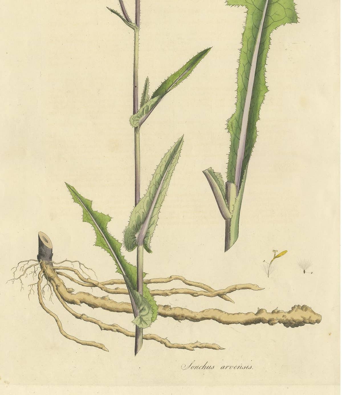 Antique Botany Print of the Sonchus Arvensis by Curtis, circa 1817