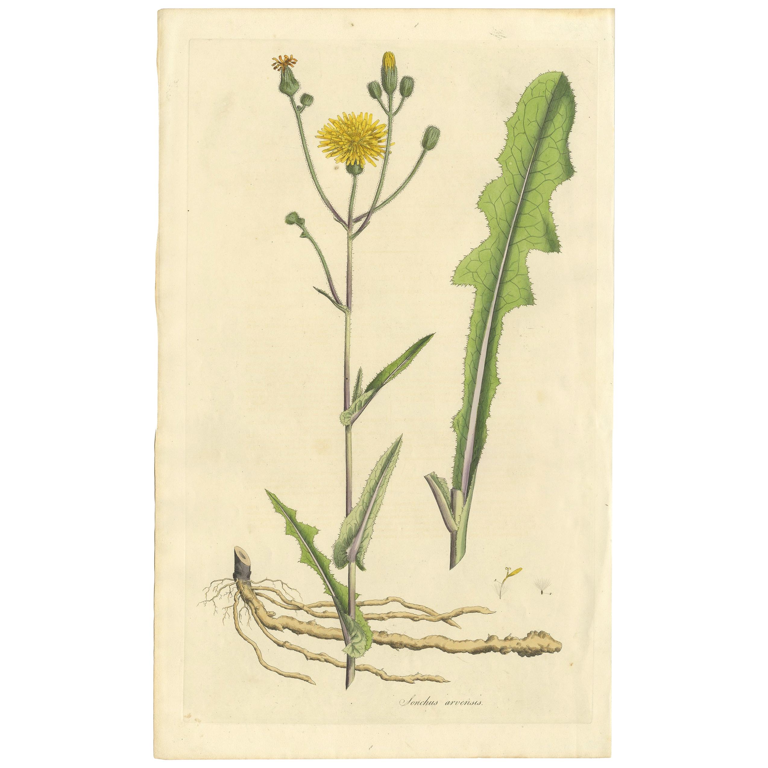 Antique Botany Print of the Sonchus Arvensis by Curtis, circa 1817 For Sale