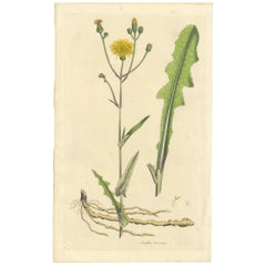 Antique Botany Print of the Sonchus Arvensis by Curtis, circa 1817