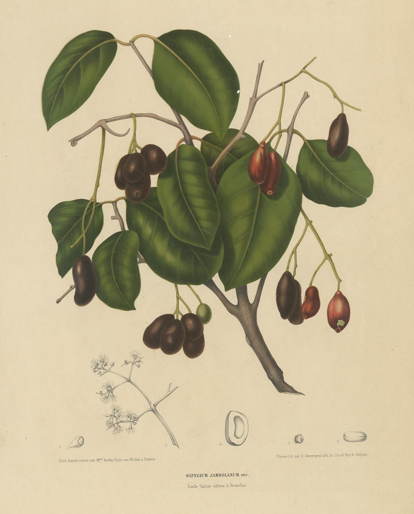 Antique print titled 'Sizygium Jambolanum'. Large lithograph of the syzygium cumini, commonly known as Malabar plum, Java plum, black plum, or jambolan. This print originates from 'Fleurs, fruits et feuillages choisis de la flore et de la Pomone de