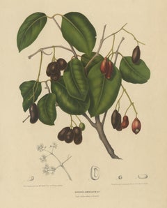 Sizygium Jambolanum – Java Plum Botanical Lithograph c.1863
