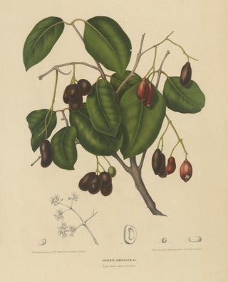 Sizygium Jambolanum, Java Plum Botanical Lithograph c.1863, view 2