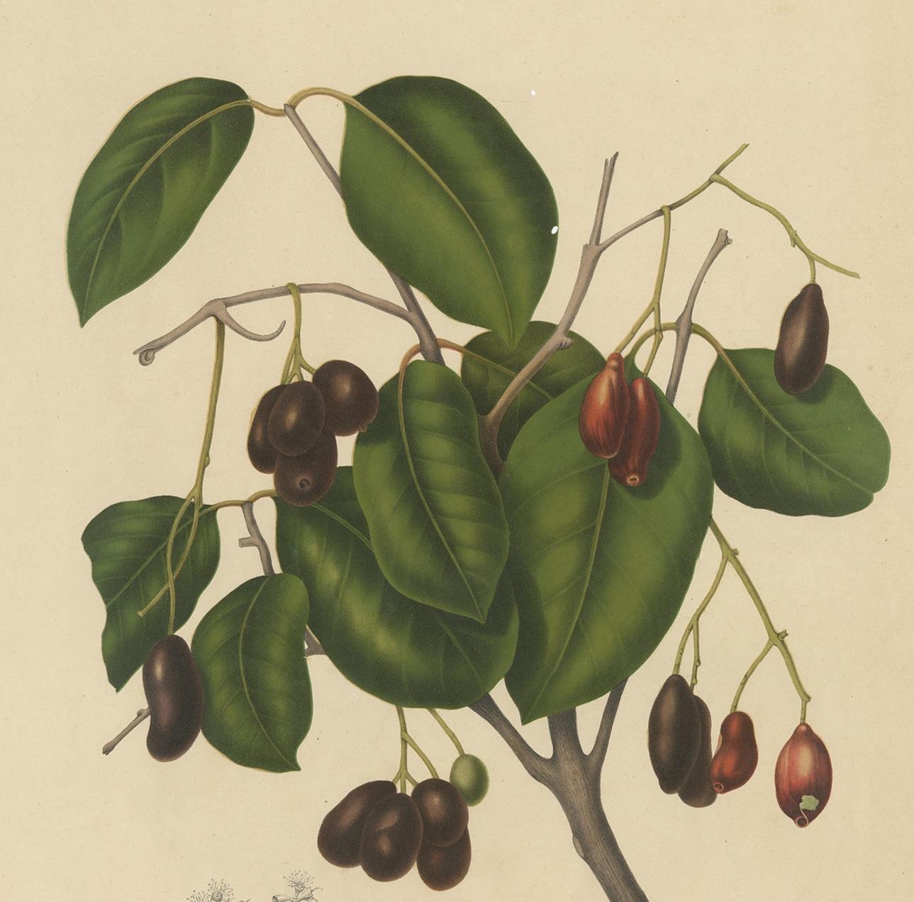 Antique Botany Print of the Syzygium Cumini by Van Nooten, circa 1875 In Good Condition For Sale In Langweer, NL