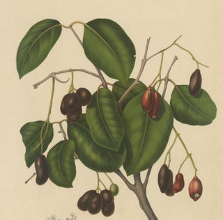 Sizygium Jambolanum, Java Plum Botanical Lithograph c.1863, view 4