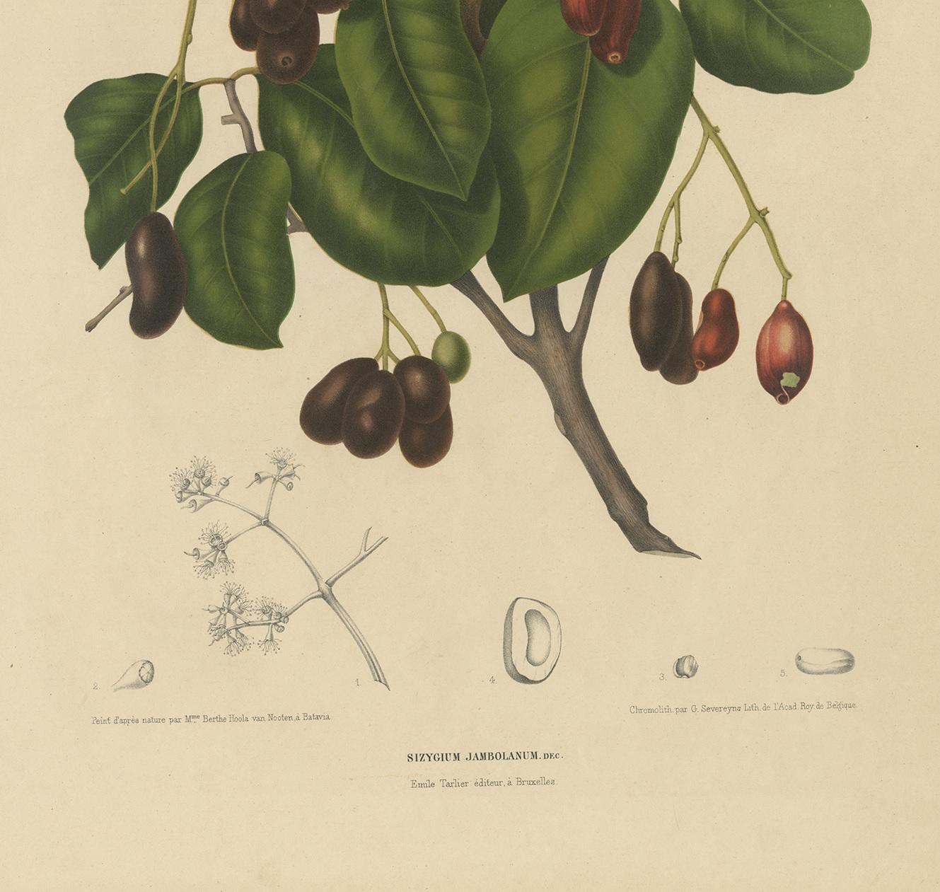19th Century Antique Botany Print of the Syzygium Cumini by Van Nooten, circa 1875 For Sale
