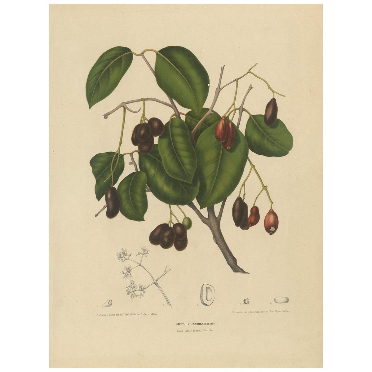 Sizygium Jambolanum, Java Plum Botanical Lithograph c.1863