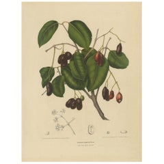 Antique Botany Print of the Syzygium Cumini by Van Nooten, circa 1875