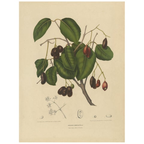 Sizygium Jambolanum, Java Plum Botanical Lithograph c.1863