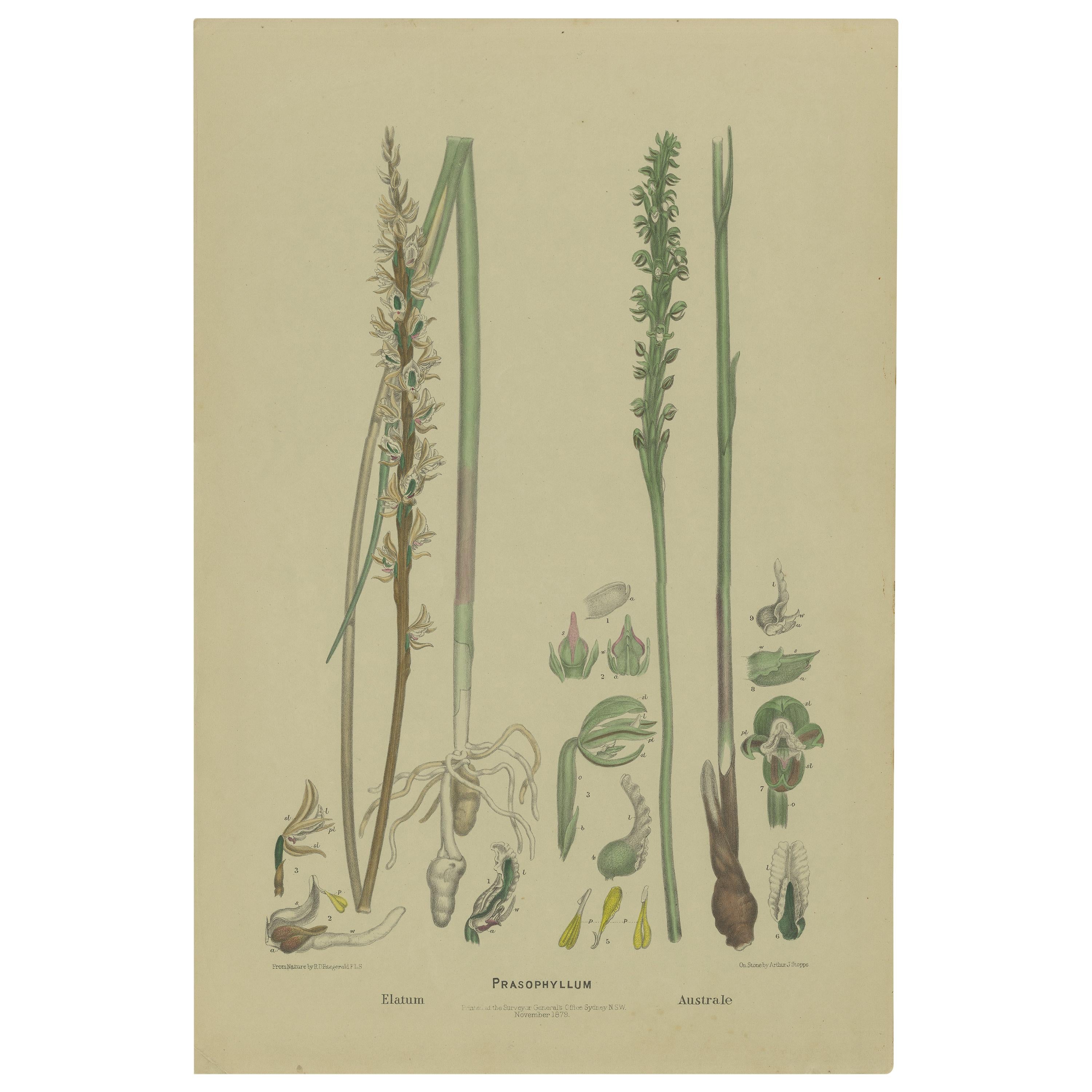 Antiker antiker Botany-Druck der großen blattförmigen Orchidee und Southern Leek Orchidee „1884“