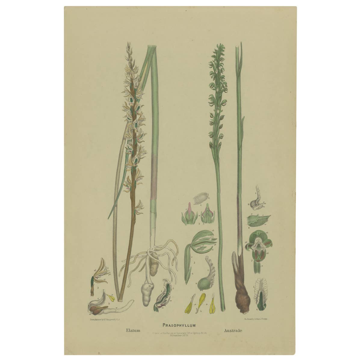 Antique Botany Print of the Tall Leek Orchid & Southern Leek Orchid '1884'
