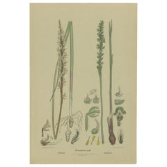 Antique Botany Print of the Tall Leek Orchid & Southern Leek Orchid '1884'